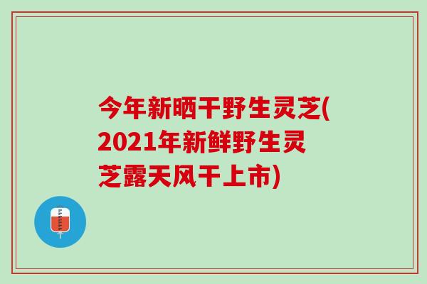今年新晒干野生灵芝(2021年新鲜野生灵芝露天风干上市)