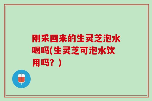 刚采回来的生灵芝泡水喝吗(生灵芝可泡水饮用吗？)