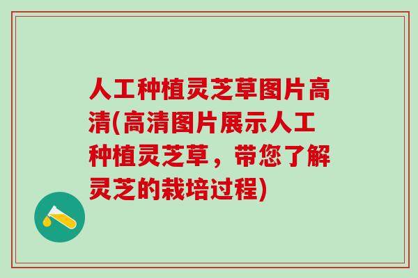 人工种植灵芝草图片高清(高清图片展示人工种植灵芝草，带您了解灵芝的栽培过程)