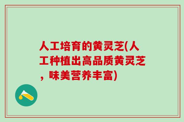 人工培育的黄灵芝(人工种植出高品质黄灵芝，味美营养丰富)