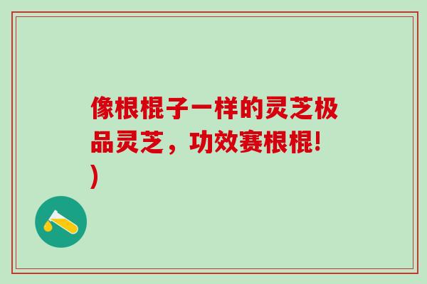 像根棍子一样的灵芝极品灵芝，功效赛根棍!)