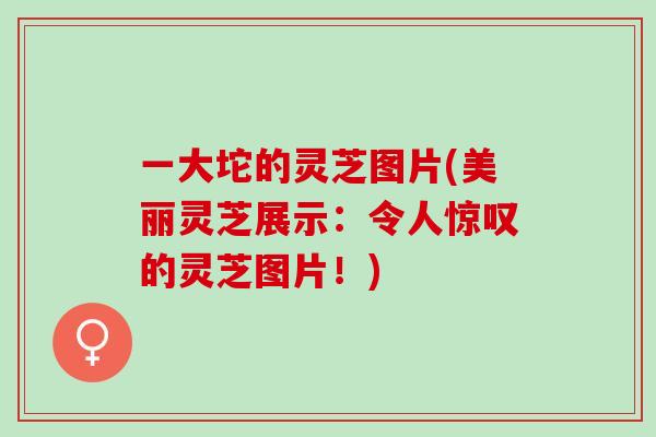 一大坨的灵芝图片(美丽灵芝展示：令人惊叹的灵芝图片！)