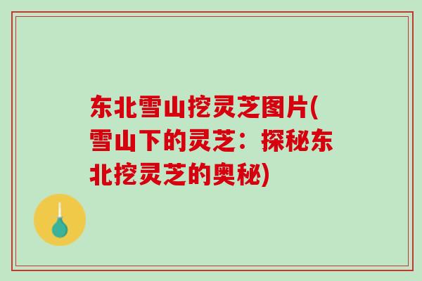 东北雪山挖灵芝图片(雪山下的灵芝：探秘东北挖灵芝的奥秘)
