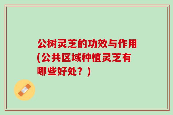 公树灵芝的功效与作用(公共区域种植灵芝有哪些好处？)