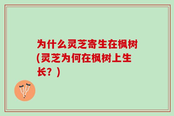 为什么灵芝寄生在枫树(灵芝为何在枫树上生长？)