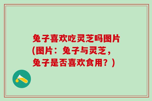 兔子喜欢吃灵芝吗图片(图片:兔子与灵芝,兔子是否喜欢食用?) 兔子喜欢吃灵芝吗图片(图片:兔子与灵芝,兔子是否喜欢食用?)
