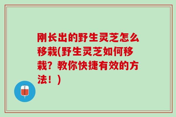 刚长出的野生灵芝怎么移栽(野生灵芝如何移栽？教你快捷有效的方法！)