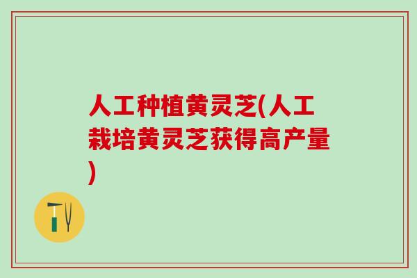 人工种植黄灵芝(人工栽培黄灵芝获得高产量)