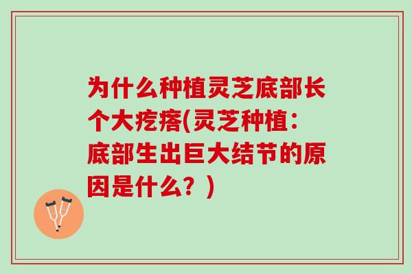 为什么种植灵芝底部长个大疙瘩(灵芝种植：底部生出巨大结节的原因是什么？)