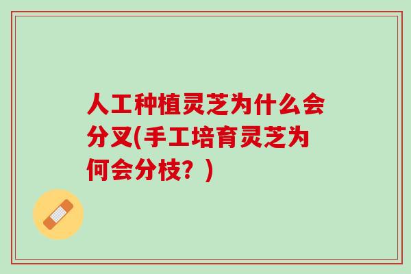人工种植灵芝为什么会分叉(手工培育灵芝为何会分枝？)