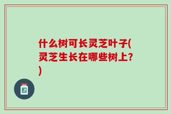 什么树可长灵芝叶子(灵芝生长在哪些树上？)