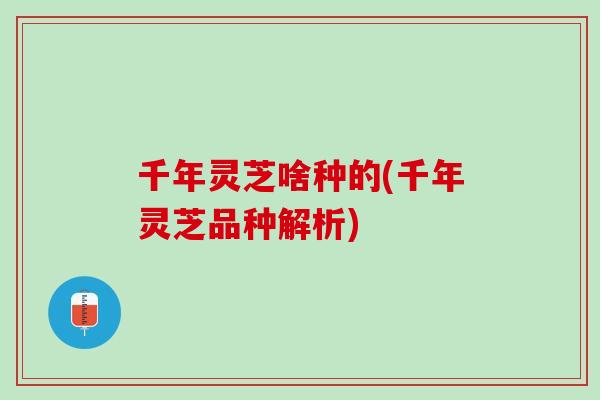 千年灵芝啥种的(千年灵芝品种解析)