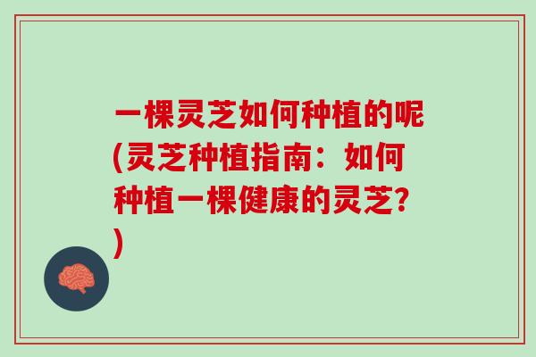 一棵灵芝如何种植的呢(灵芝种植指南:如何种植一棵健康的灵芝?) 一棵灵芝如何种植的呢(灵芝种植指南:如何种植一棵健康的灵芝?)