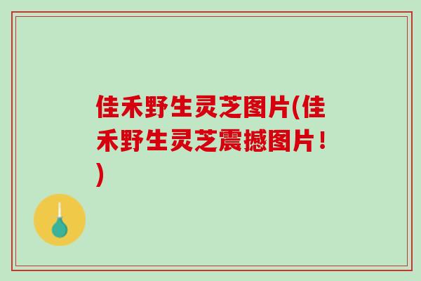 佳禾野生灵芝图片(佳禾野生灵芝震撼图片！)