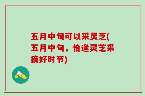 五月中旬可以采灵芝(五月中旬，恰逢灵芝采摘好时节)