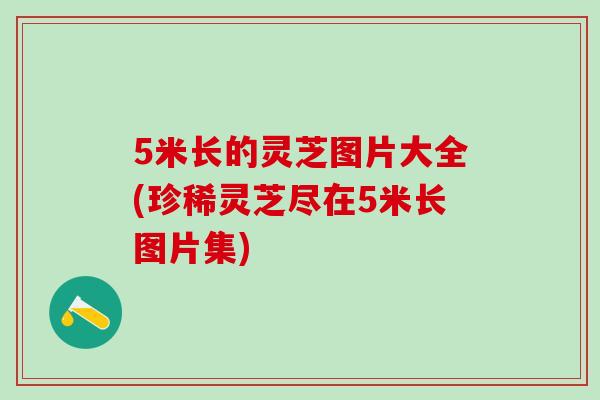 5米长的灵芝图片大全(珍稀灵芝尽在5米长图片集)