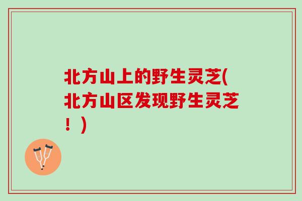 北方山上的野生灵芝(北方山区发现野生灵芝！)