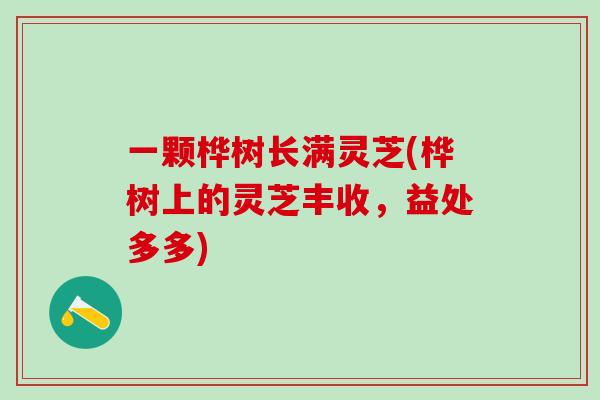 一颗桦树长满灵芝(桦树上的灵芝丰收，益处多多)