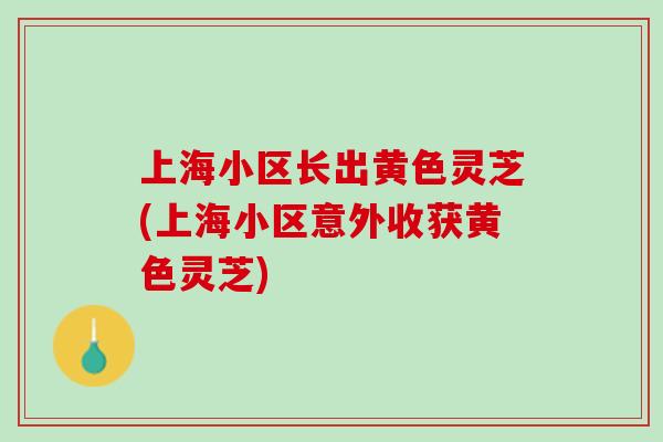 上海小区长出黄色灵芝(上海小区意外收获黄色灵芝) 上海小区长出黄色灵芝(上海小区意外收获黄色灵芝)