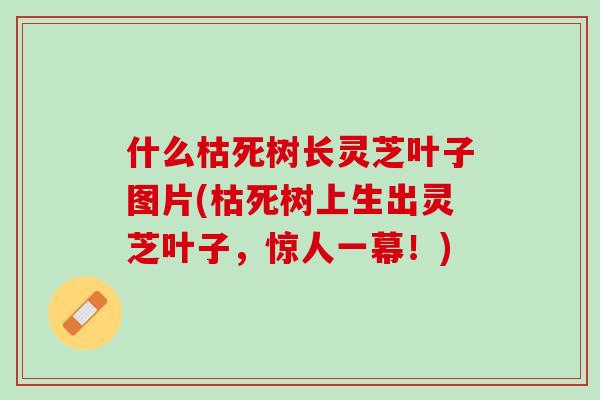 什么枯死树长灵芝叶子图片(枯死树上生出灵芝叶子，惊人一幕！)