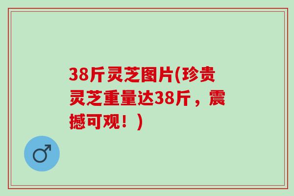 38斤灵芝图片(珍贵灵芝重量达38斤,震撼可观!) 38斤灵芝图片(珍贵灵芝重量达38斤,震撼可观!)