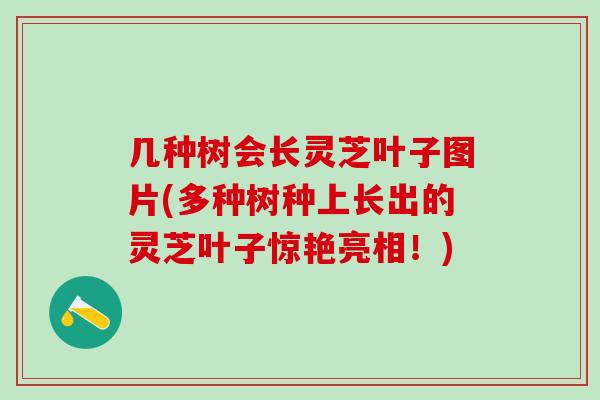 几种树会长灵芝叶子图片(多种树种上长出的灵芝叶子惊艳亮相！)