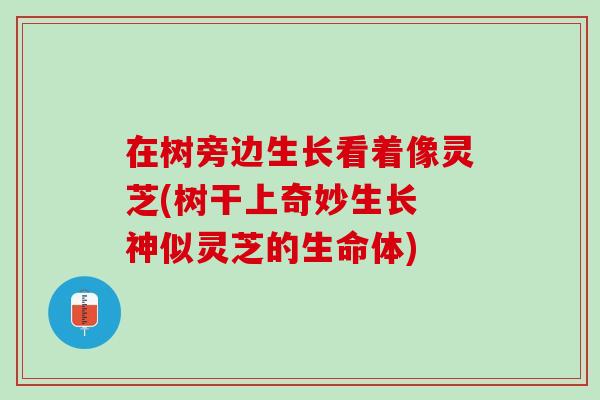 在树旁边生长看着像灵芝(树干上奇妙生长 神似灵芝的生命体)