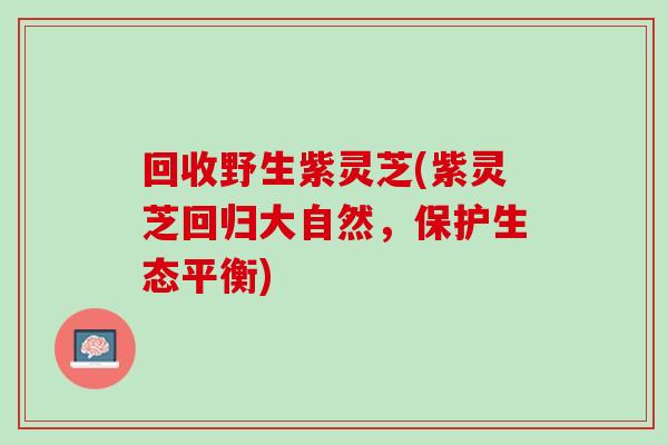 回收野生紫灵芝(紫灵芝回归大自然，保护生态平衡)