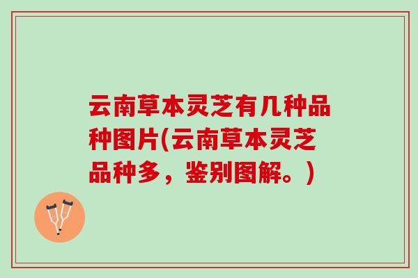云南草本灵芝有几种品种图片(云南草本灵芝品种多，鉴别图解。)