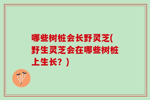 哪些树桩会长野灵芝(野生灵芝会在哪些树桩上生长?) 哪些树桩会长野灵芝(野生灵芝会在哪些树桩上生长?)