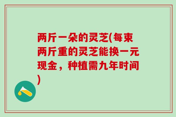 两斤一朵的灵芝(每束两斤重的灵芝能换一元现金，种植需九年时间)