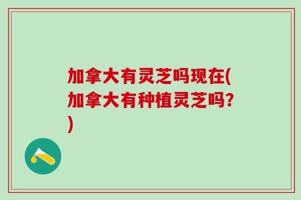 加拿大有灵芝吗现在(加拿大有种植灵芝吗？)