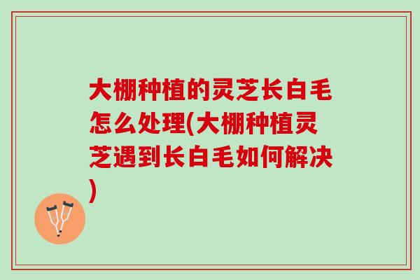 大棚种植的灵芝长白毛怎么处理(大棚种植灵芝遇到长白毛如何解决)