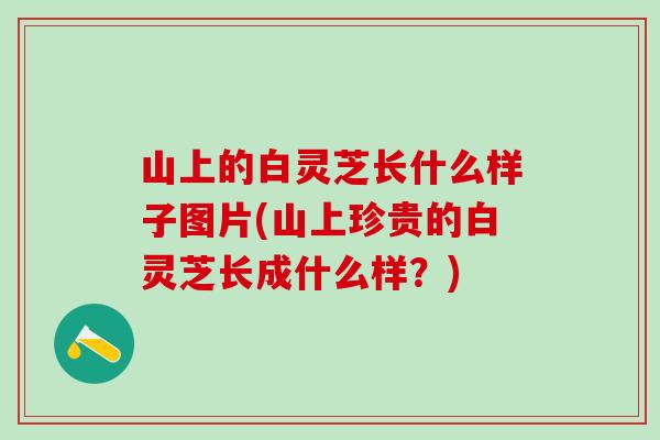 山上的白灵芝长什么样子图片(山上珍贵的白灵芝长成什么样?) 山上的白灵芝长什么样子图片(山上珍贵的白灵芝长成什么样?)