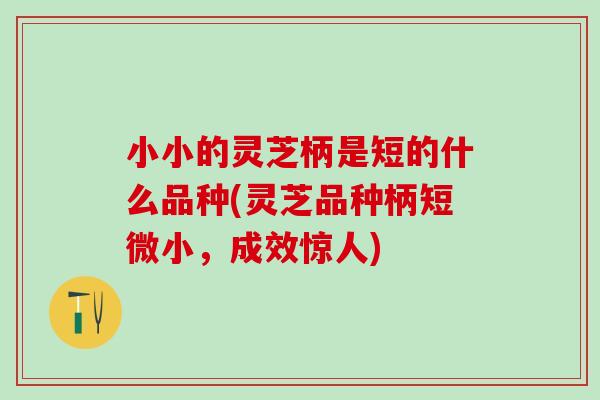 小小的灵芝柄是短的什么品种(灵芝品种柄短微小，成效惊人)