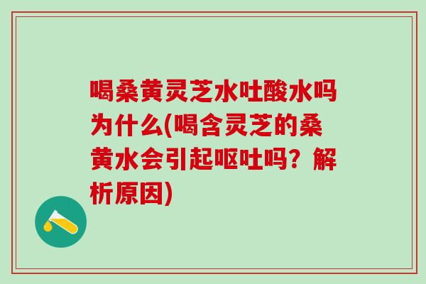 喝桑黄灵芝水吐酸水吗为什么(喝含灵芝的桑黄水会引起呕吐吗？解析原因)