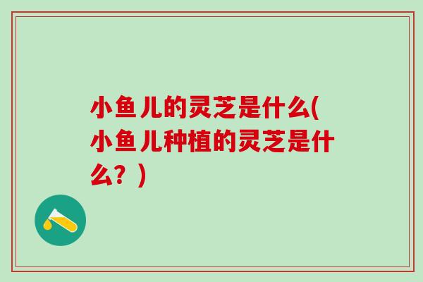 小鱼儿的灵芝是什么(小鱼儿种植的灵芝是什么？)