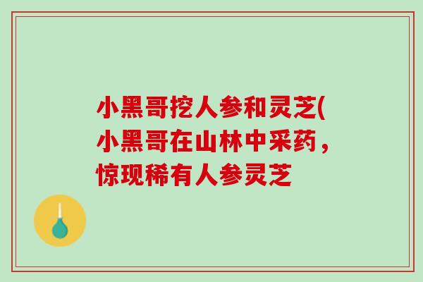 小黑哥挖人参和灵芝(小黑哥在山林中采药,惊现稀有人参灵芝 小黑哥挖人参和灵芝(小黑哥在山林中采药,惊现稀有人参灵芝