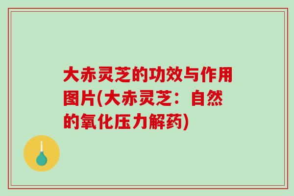 大赤灵芝的功效与作用图片(大赤灵芝：自然的氧化压力解药)