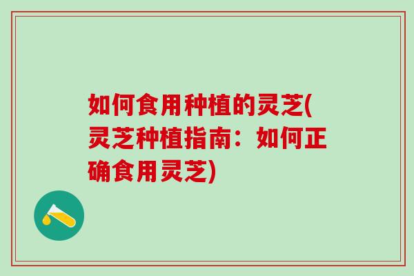 如何食用种植的灵芝(灵芝种植指南：如何正确食用灵芝)