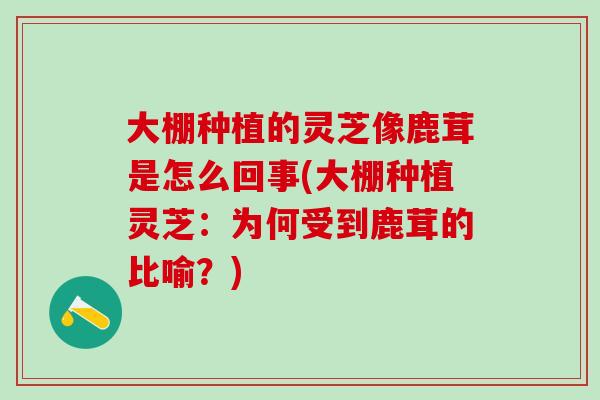 大棚种植的灵芝像鹿茸是怎么回事(大棚种植灵芝：为何受到鹿茸的比喻？)