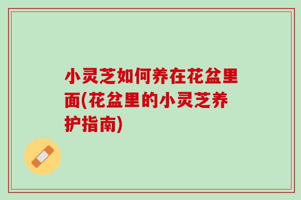 小灵芝如何养在花盆里面(花盆里的小灵芝养护指南)