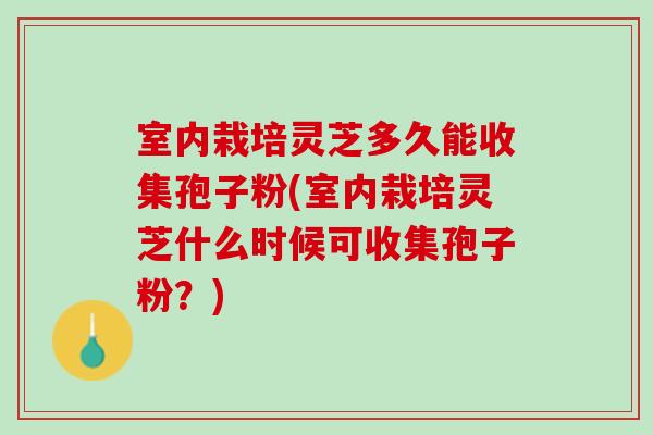 室内栽培灵芝多久能收集孢子粉(室内栽培灵芝什么时候可收集孢子粉？)
