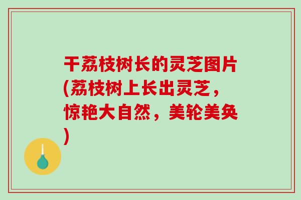 干荔枝树长的灵芝图片(荔枝树上长出灵芝，惊艳大自然，美轮美奂)