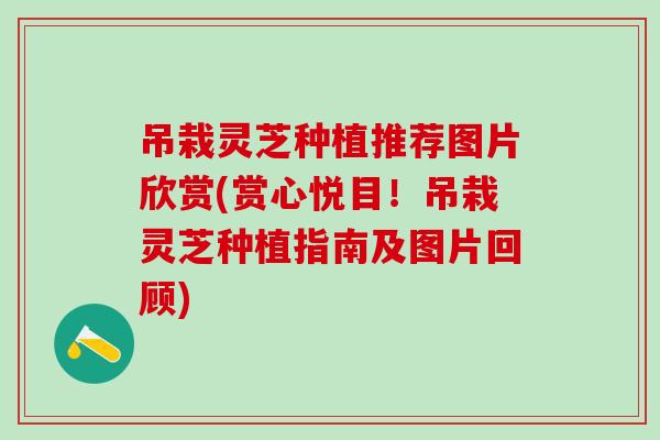 吊栽灵芝种植推荐图片欣赏(赏心悦目！吊栽灵芝种植指南及图片回顾)