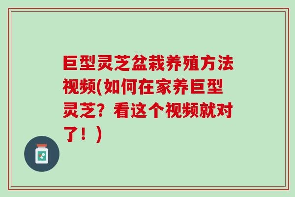 巨型灵芝盆栽养殖方法视频(如何在家养巨型灵芝?看这个视频就对了!) 巨型灵芝盆栽养殖方法视频(如何在家养巨型灵芝?看这个视频就对了!)