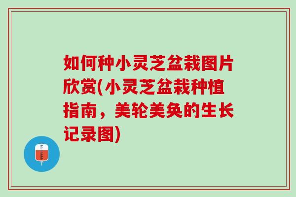 如何种小灵芝盆栽图片欣赏(小灵芝盆栽种植指南,美轮美奂的生长记录图) 如何种小灵芝盆栽图片欣赏(小灵芝盆栽种植指南,美轮美奂的生长记录图)