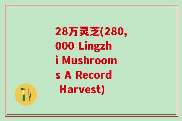 28万灵芝(280,000 Lingzhi Mushrooms A Record Harvest)