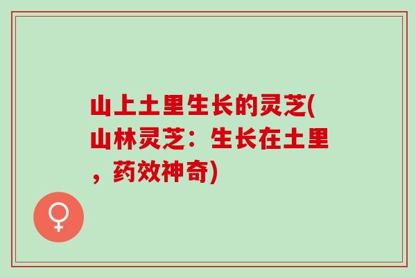 山上土里生长的灵芝(山林灵芝：生长在土里，药效神奇)
