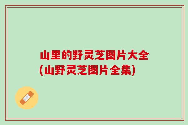 山里的野灵芝图片大全(山野灵芝图片全集)